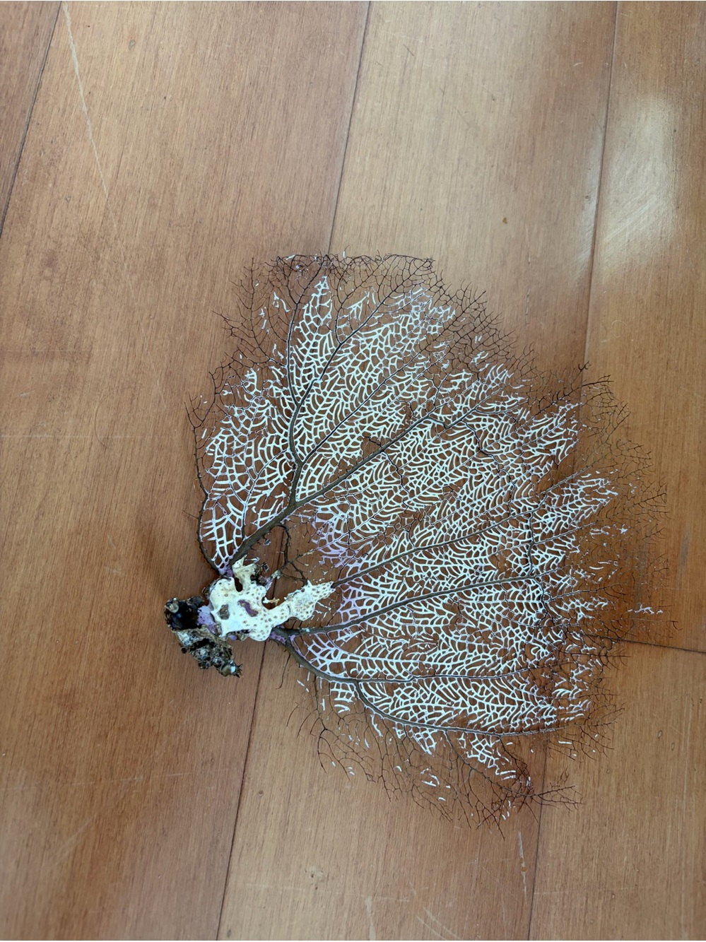 4 Sea fan coral,  SM size